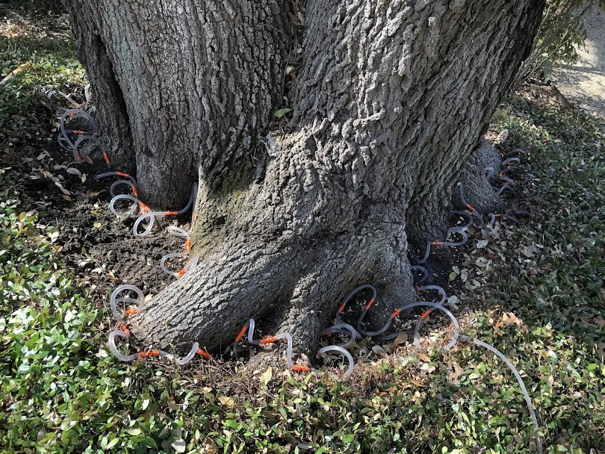 Detailed Tree Cabling and Bracing job site in Maryland Line