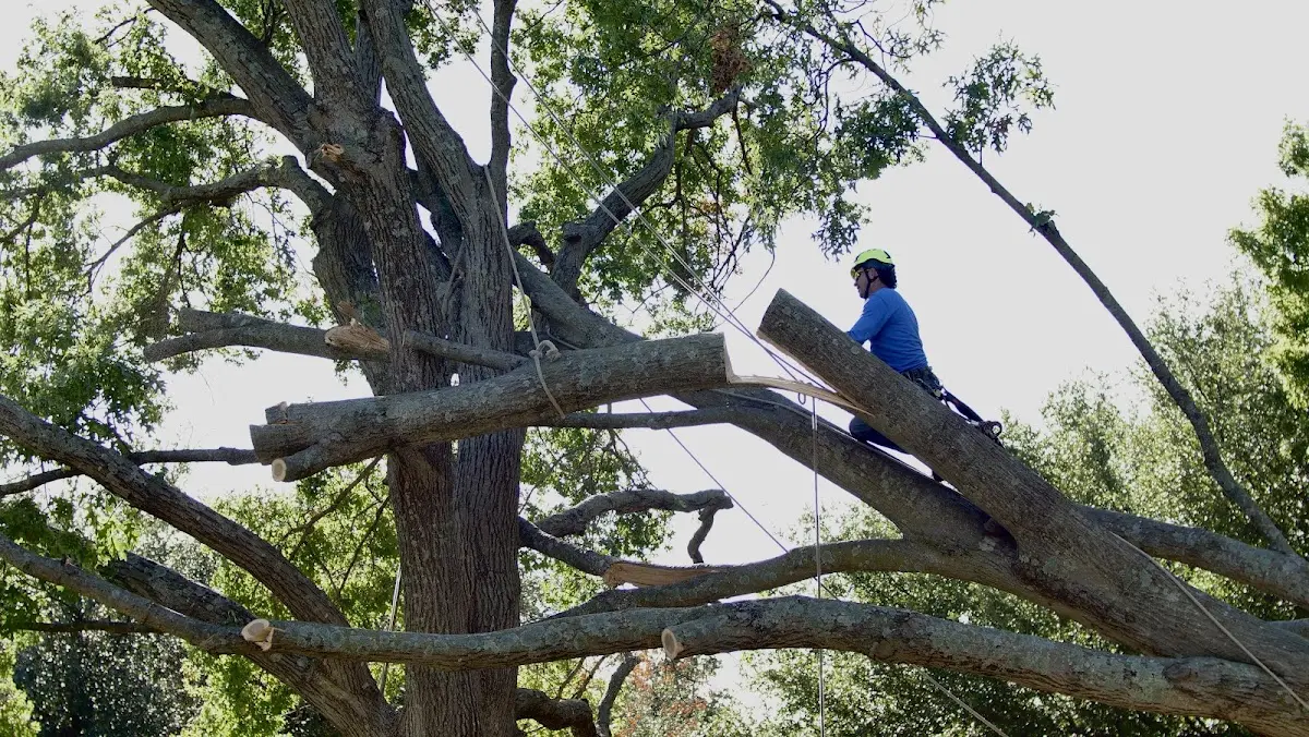 Professional Crown Thinning performed by certified arborists in Maryland Line