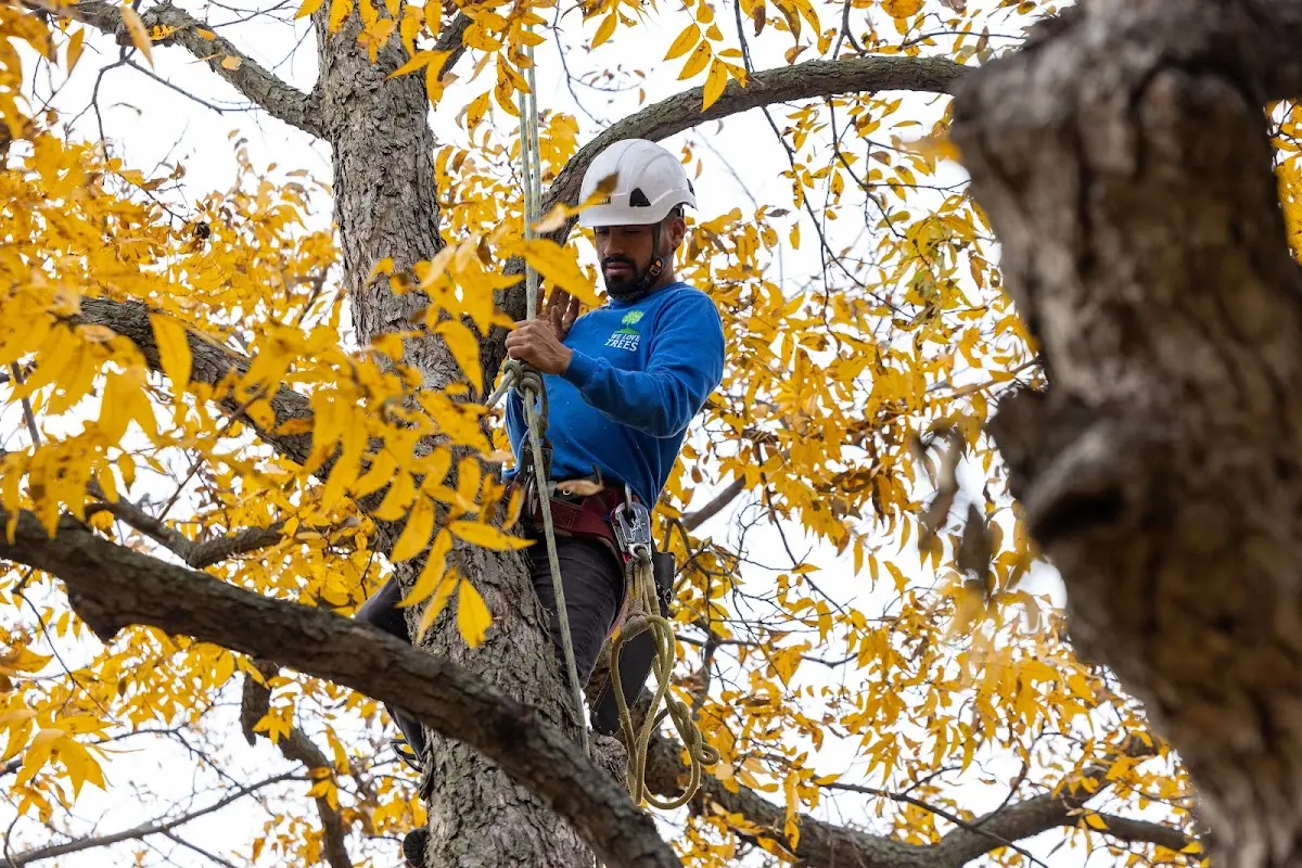 Skilled Tree Pruning crew working in Maryland Line