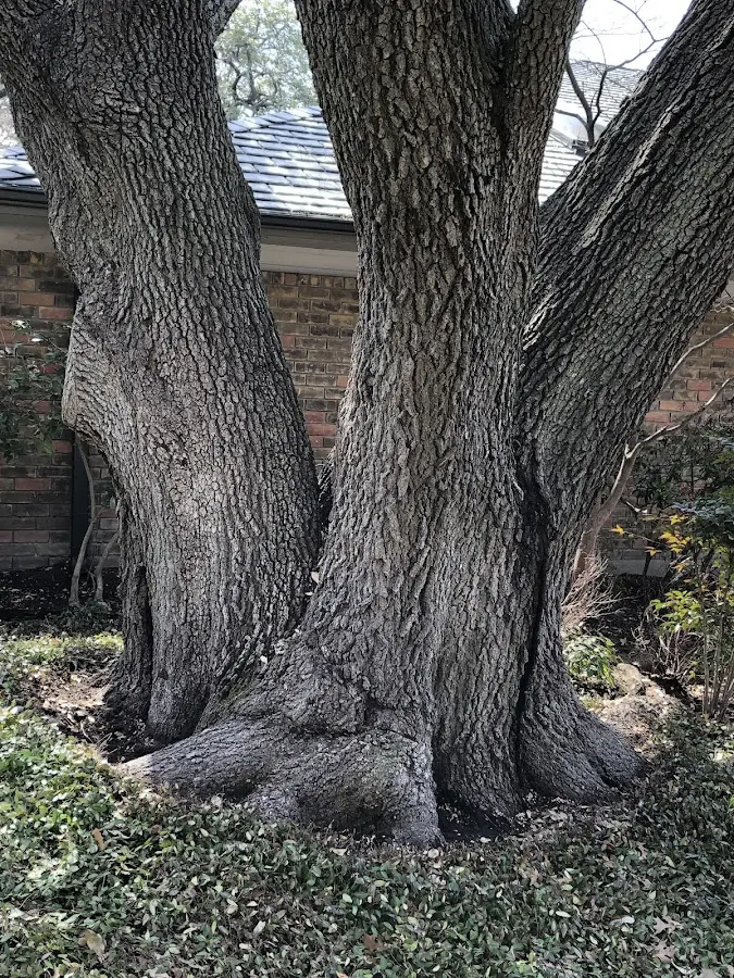 Mature heritage tree close to a Maryland Line property cared for by certified arborists